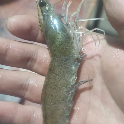 南美白对虾基地直售