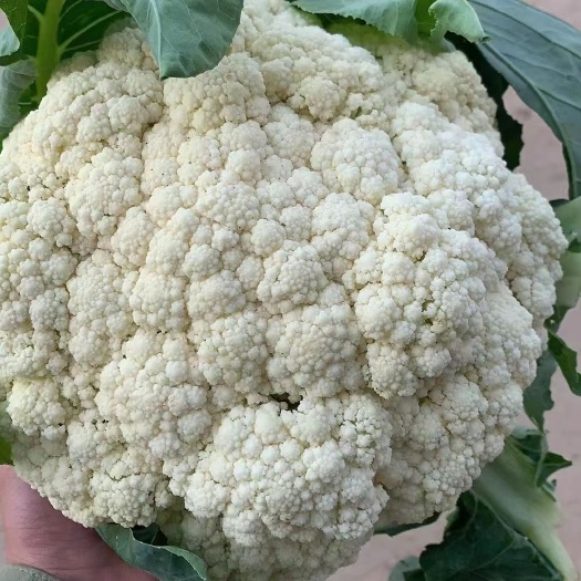 邯郸【热销】本地有记实花大量货源质量有保障长期有货 市场电商加工