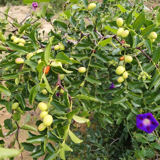 绛县高产药用酸枣苗