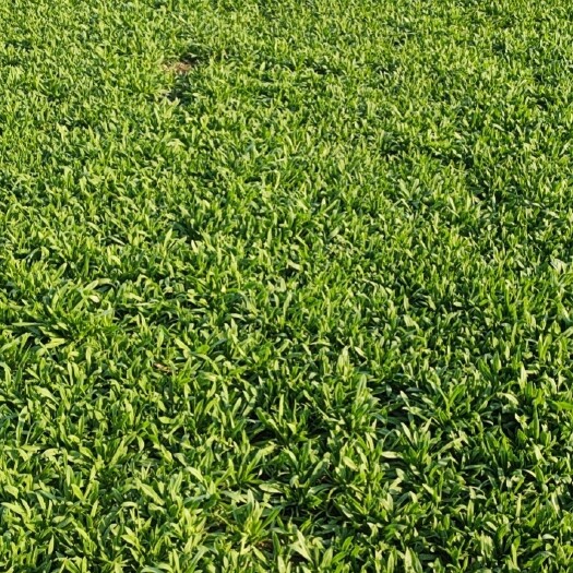 聊城面条菜千亩基地！大量上市！一手货源质量保证！！