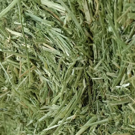 玉门市苜蓿草