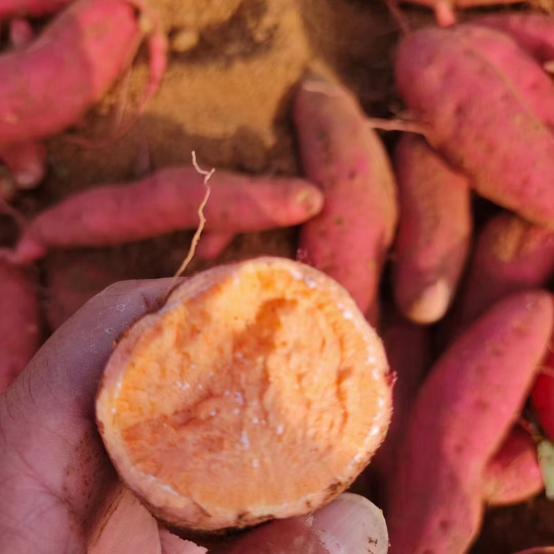 沂水县西瓜红红薯  红薯大量上市了