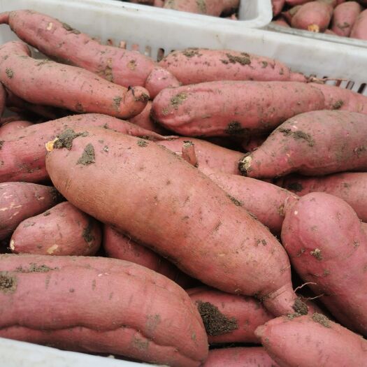 山东优质红薯产地直供品种齐全可供电商超市及批发市场
