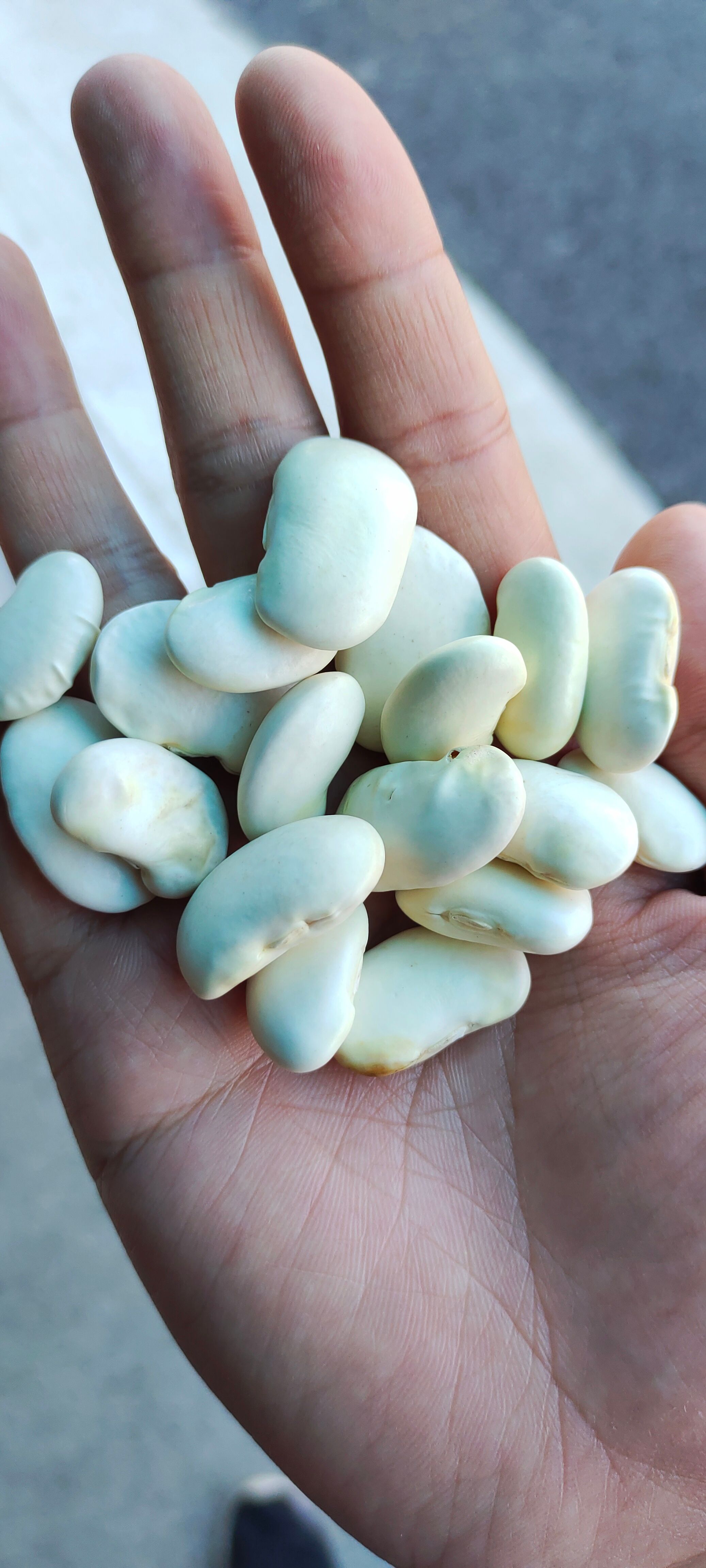 大白芸豆 白腰豆 大白豆 雪豆 现货批发  大白寇 食品原料