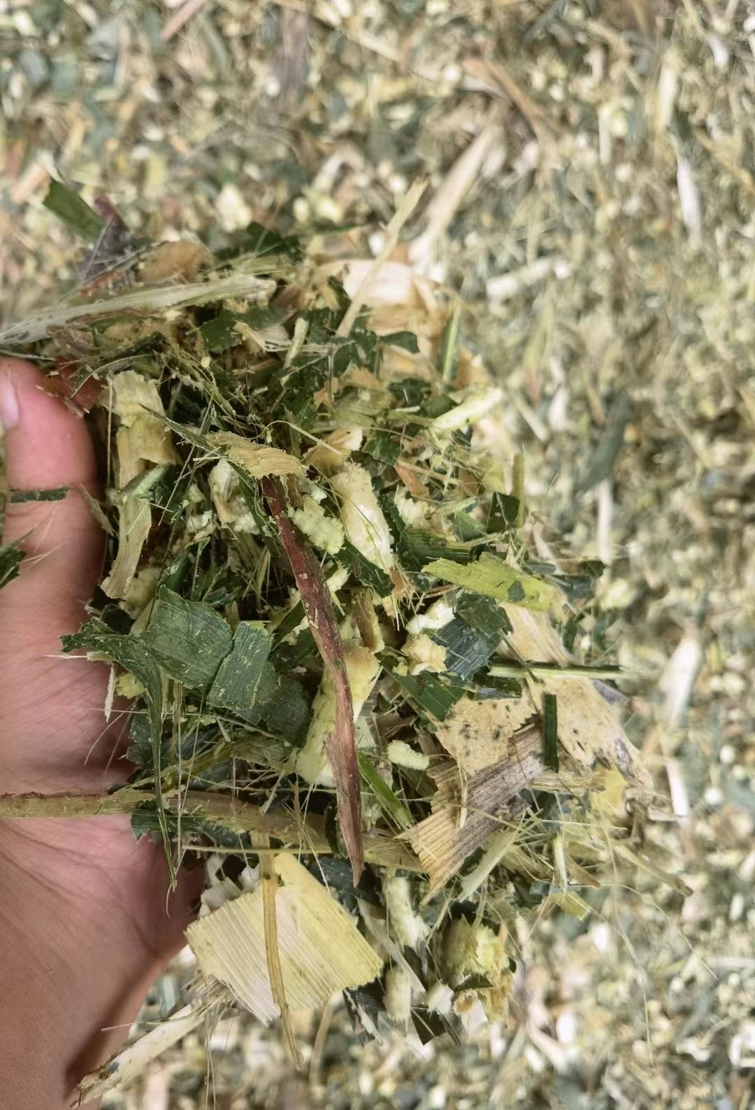 散装玉米秸秆