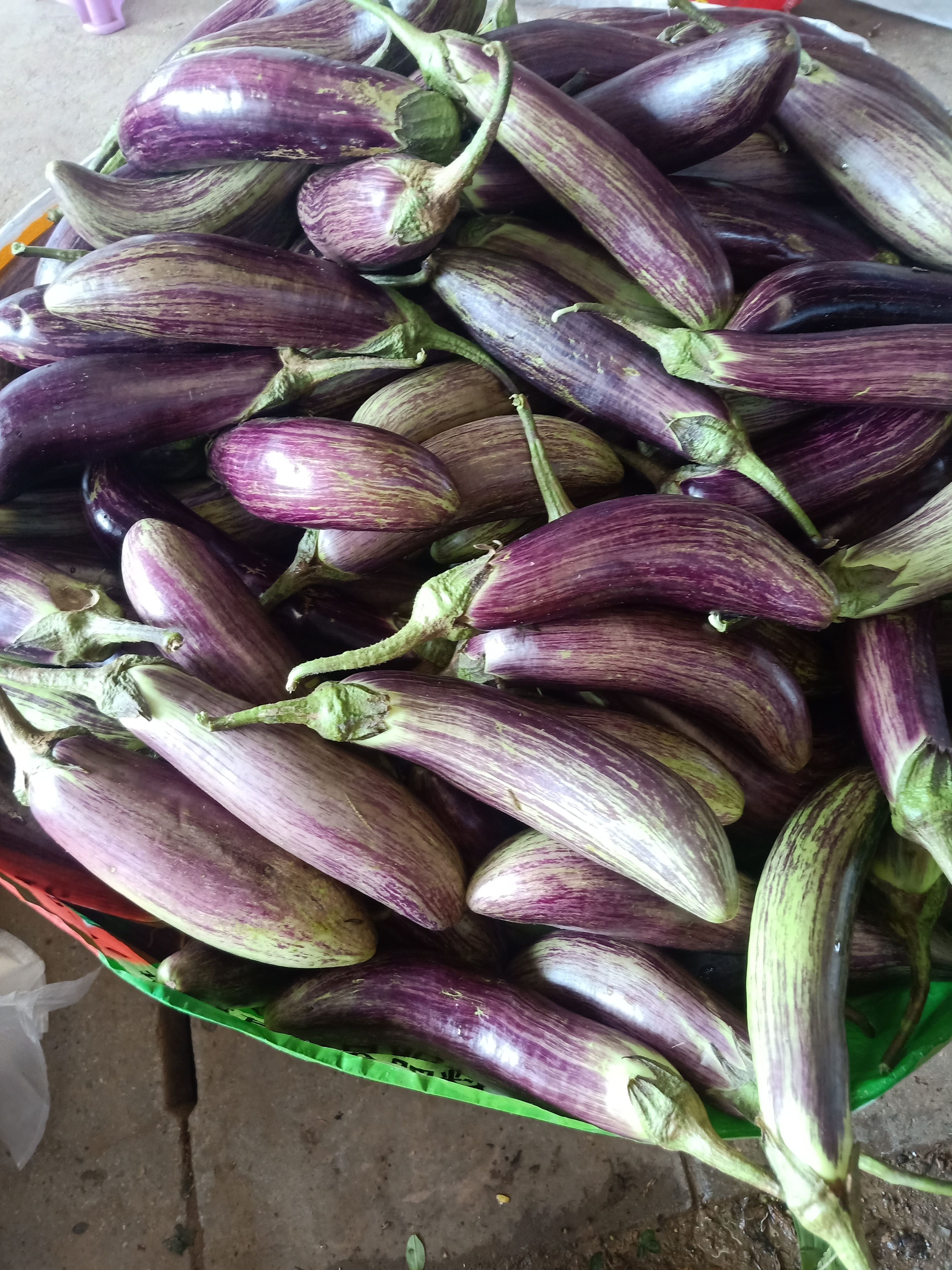 云南普洱糯茄_冰川茄_糯滑_炒蒸煮凉拌都行