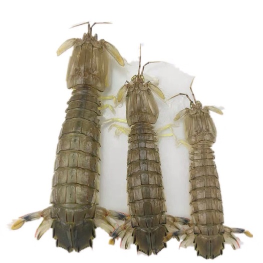 连云港皮皮虾大量批发