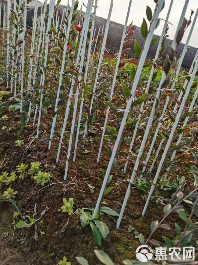 定植杆玻璃纤维杆果苗辣椒茄子支撑杆定杆