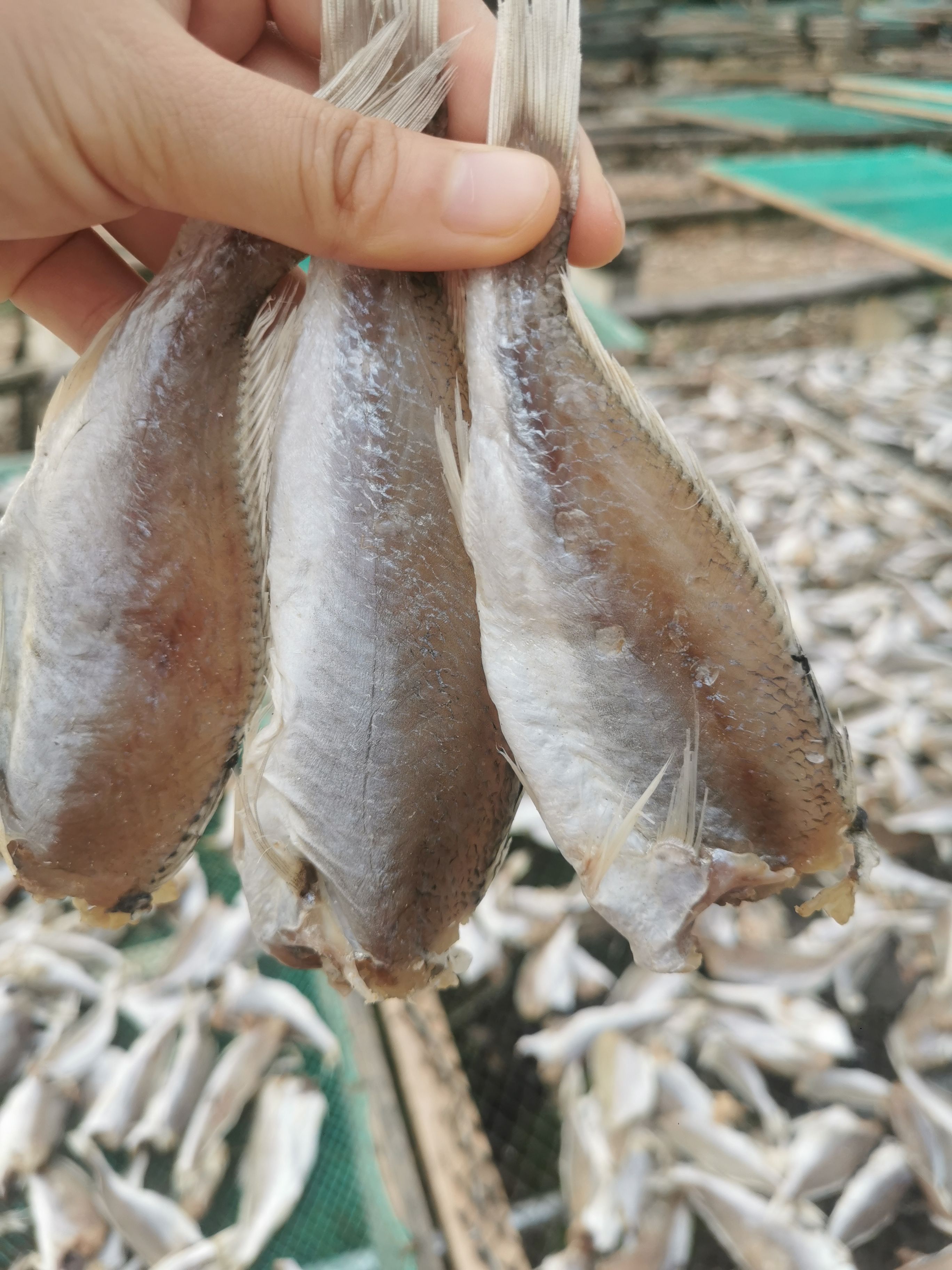 滑子鱼干 黄花鱼干 咸鱼干 【晒场直销】