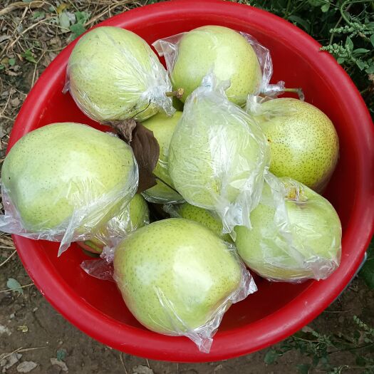阳信县膜代鸭梨纸代鸭梨新梨七号