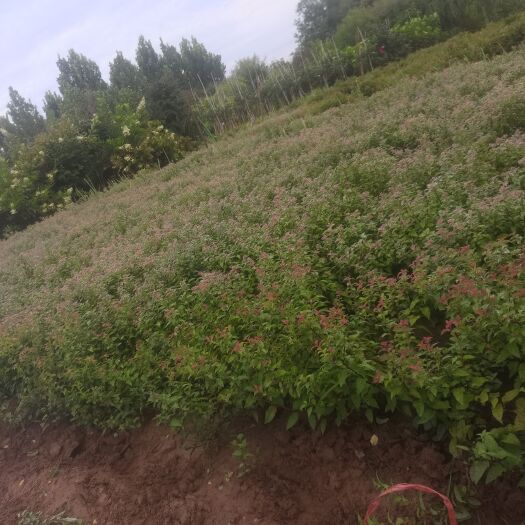 定州市金山金焰绣线菊