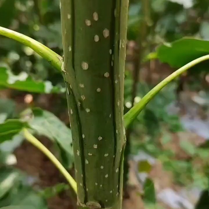 杨树苗，吉德杨，南林3412，3804，泡桐