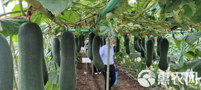 定植杆玻璃纤维杆果苗辣椒茄子支撑杆定杆