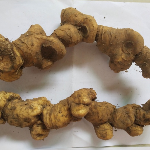 修水县江西的生鲜黄精老虎姜500g包邮