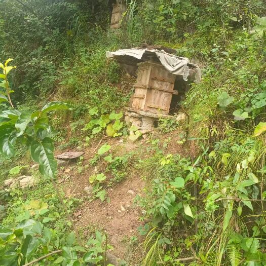 竹溪县蜂蜜 自家深山养的百草花土蜂蜜
