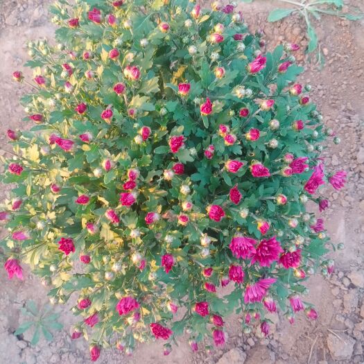 原阳县国庆菊花黄红紫