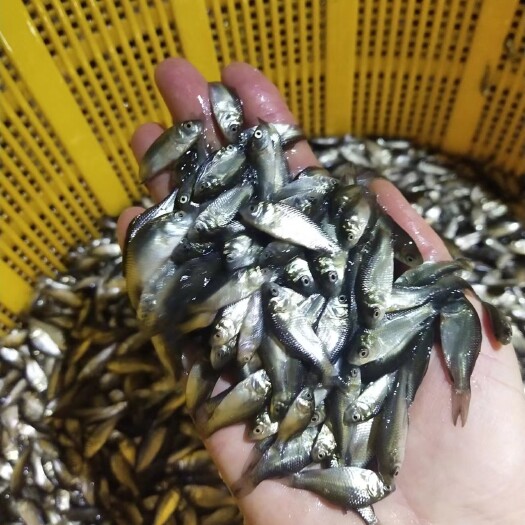 博罗县出售中科鲫鱼苗