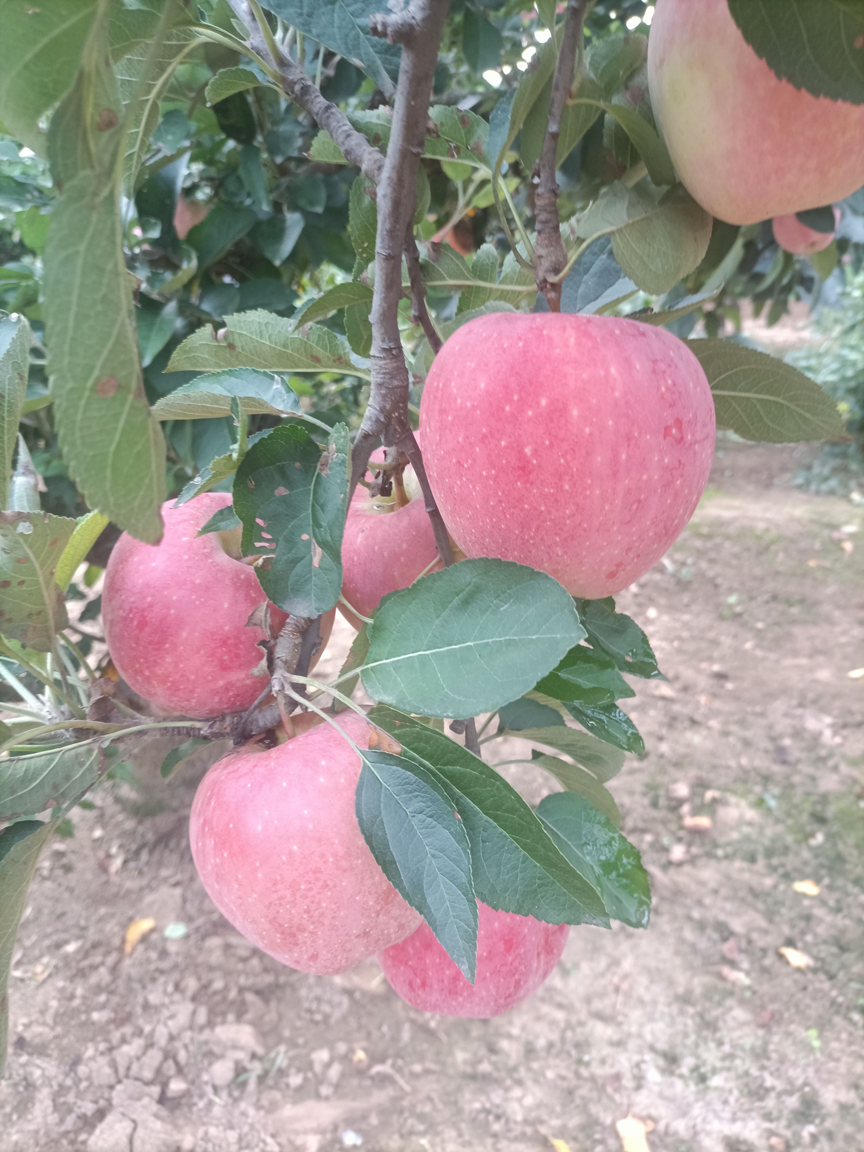 紅富士蘋果，個(gè)大，脆甜，質(zhì)優(yōu)價(jià)廉，自家果園