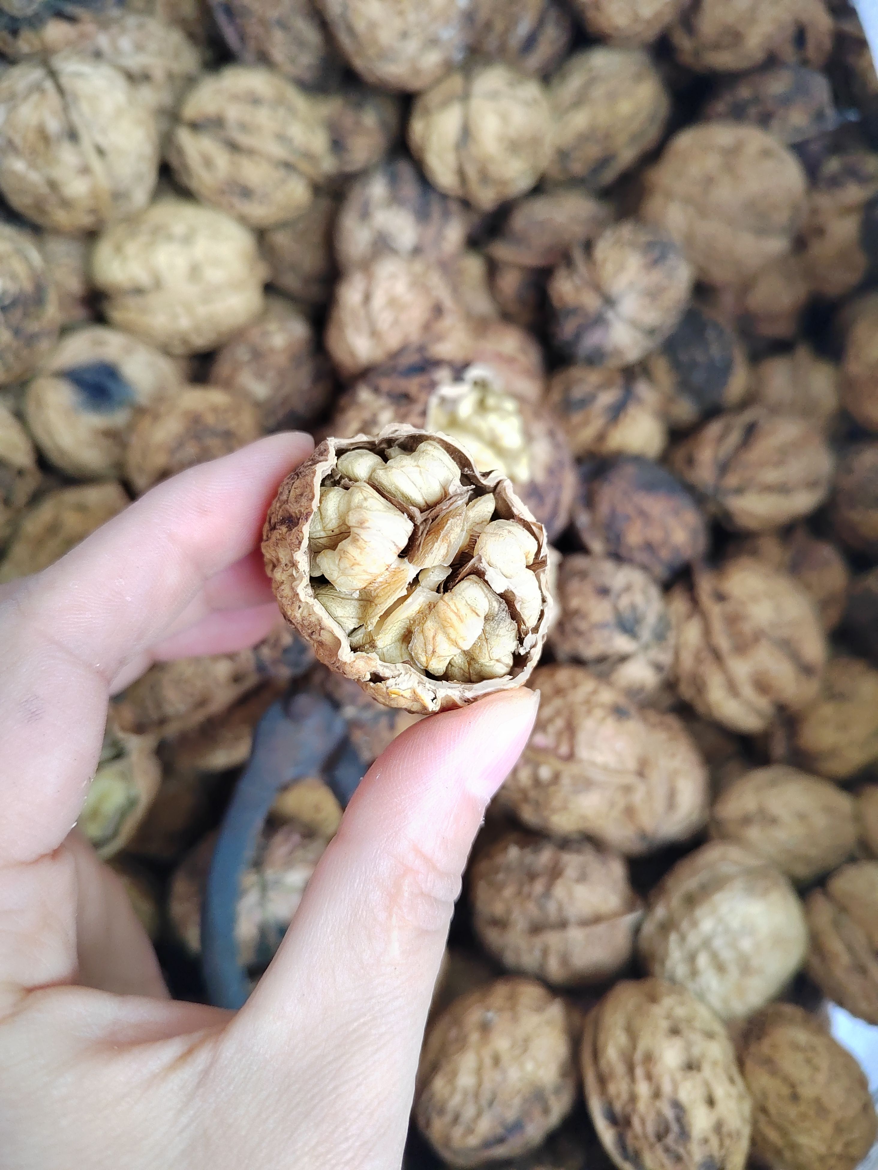 新货云南麻子核桃 薄壳，大果，薄壳核桃 麻子核桃 40mm