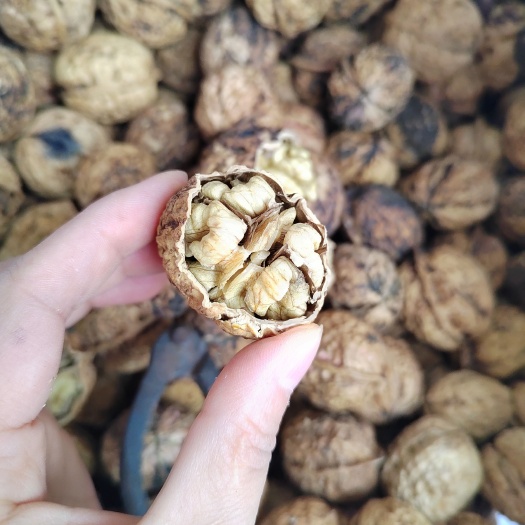 成都新货云南麻子核桃 薄壳，大果，薄壳核桃 麻子核桃 40mm