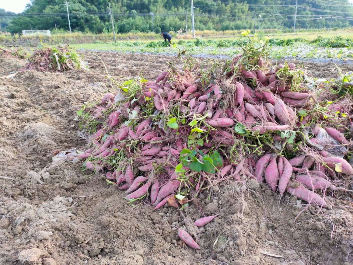 临安天目山小香薯 紫皮黄心 粉糯香甜 支持落地配 一件代发