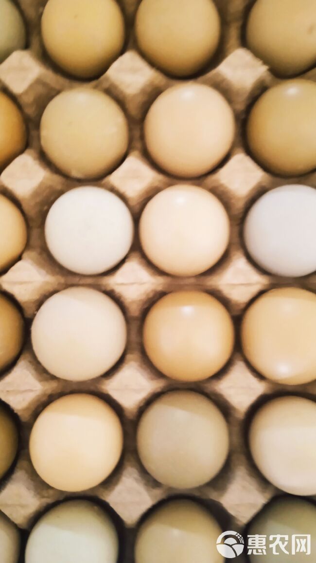 连姐散养七彩山鸡蛋中码蛋。