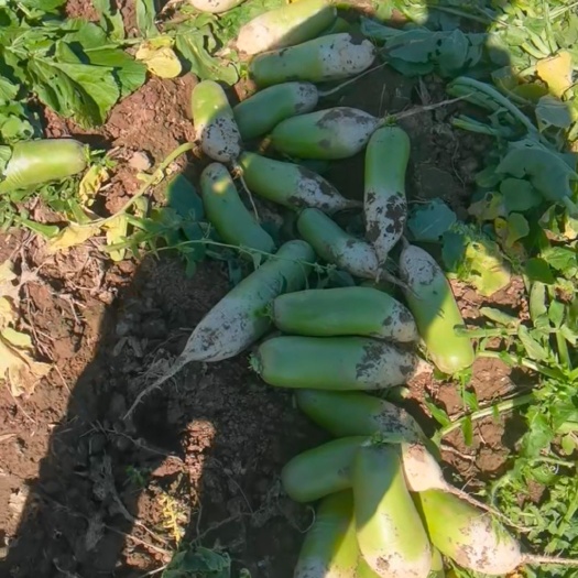 文水县青萝卜适合咸菜厂市场电商