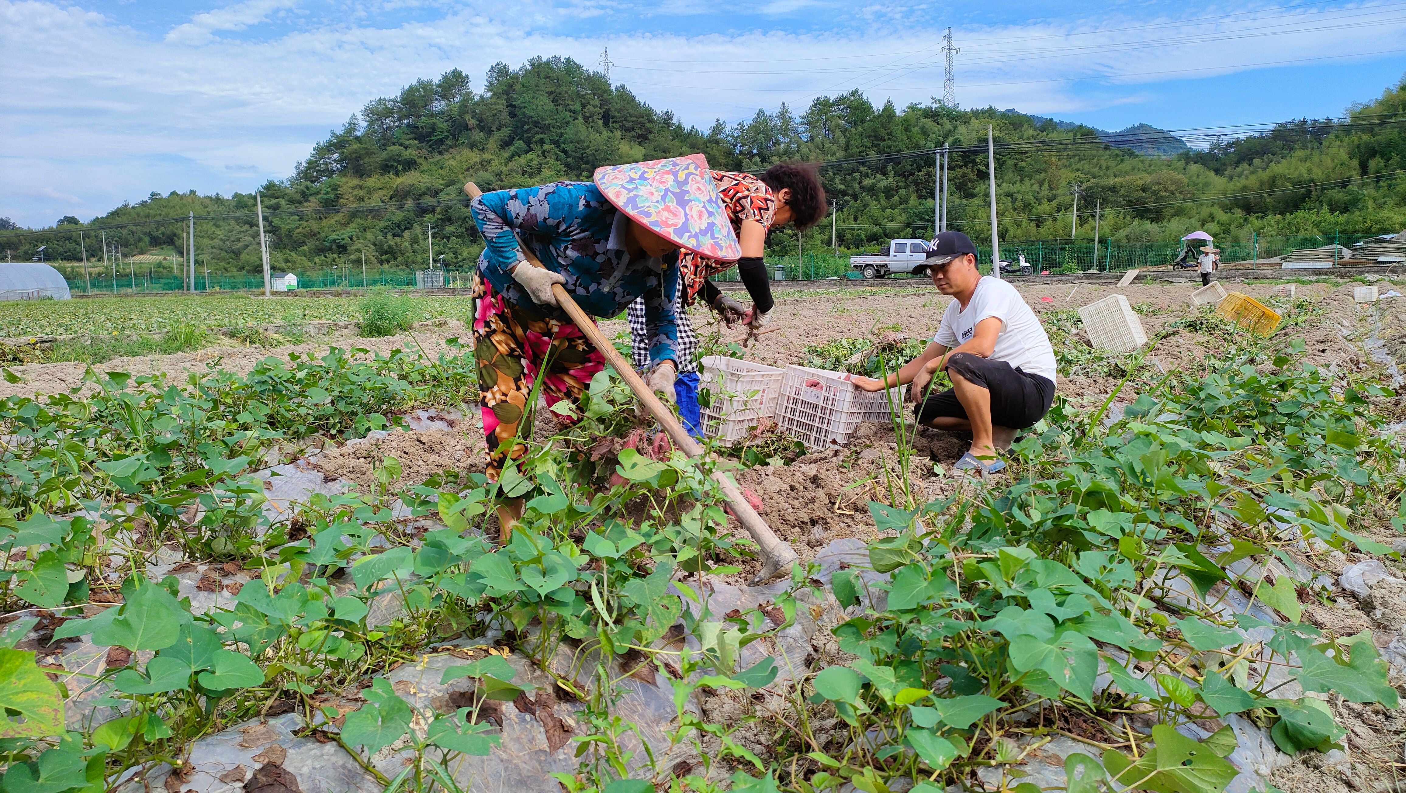 临安天目山小香薯 紫皮黄心 粉糯香甜 支持落地配 一件代发