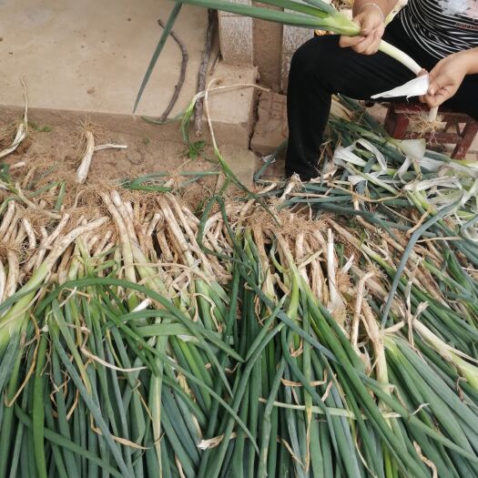 武功县3毛5优质钢葱500斤起批 大量批发