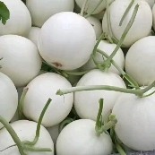玉菇