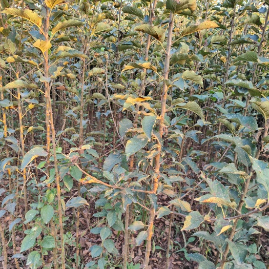 河南焦作批发苹果树苗，品质中秋王，华硕，美八等