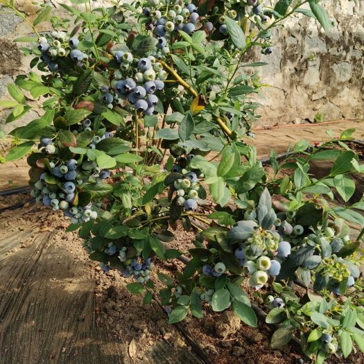 肥城市C1(F6)蓝莓新品种，早熟品种，非常适合北方暖棚合南方露天