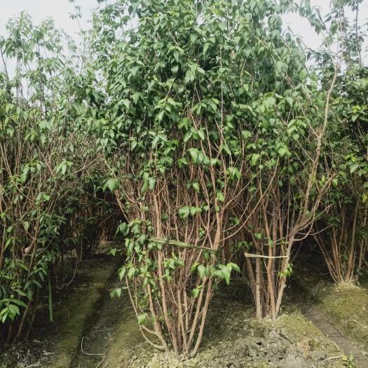都江堰市大量出售各规格精品丛生腊梅，量大从优，欢迎选购