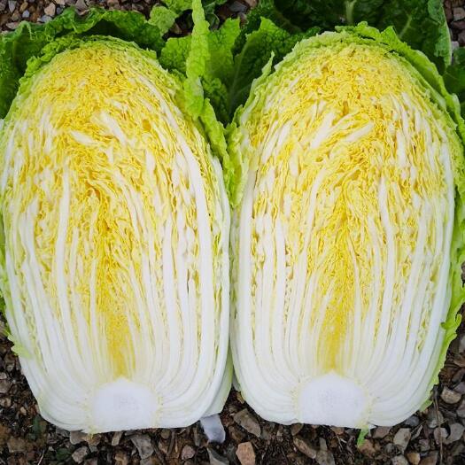 肇州县肇州白菜黄心