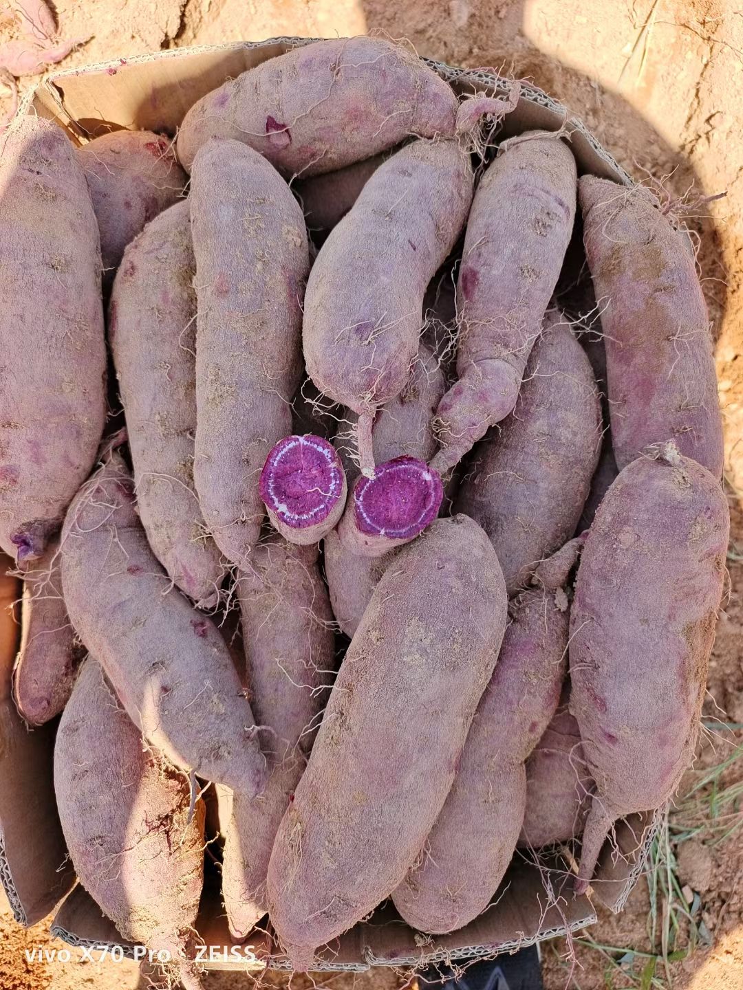 沂水縣山東優質紅薯產地直供品種齊全可供電商超市及批發市場