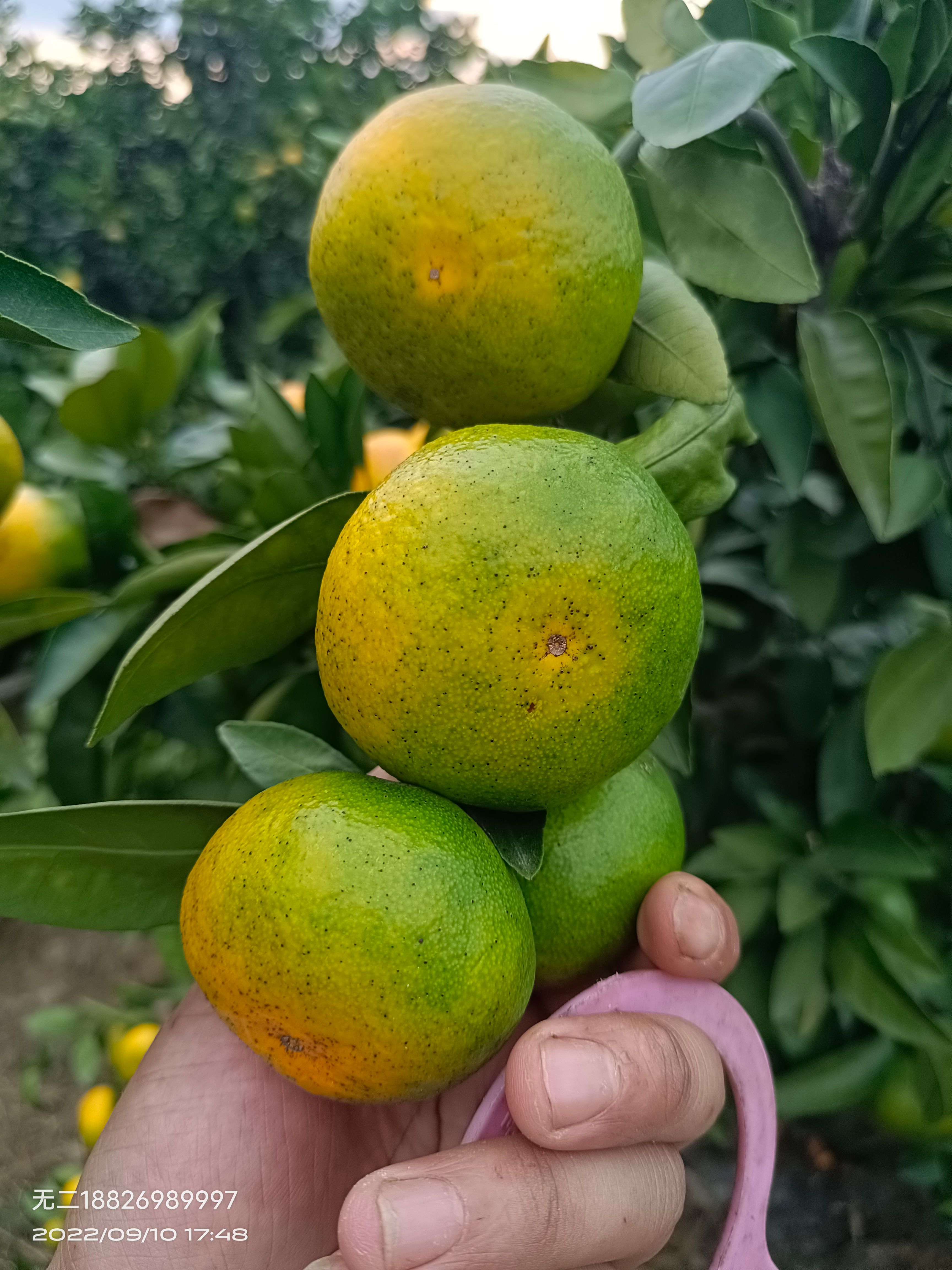 蜜橘，太阳果，焦皮，11的糖分