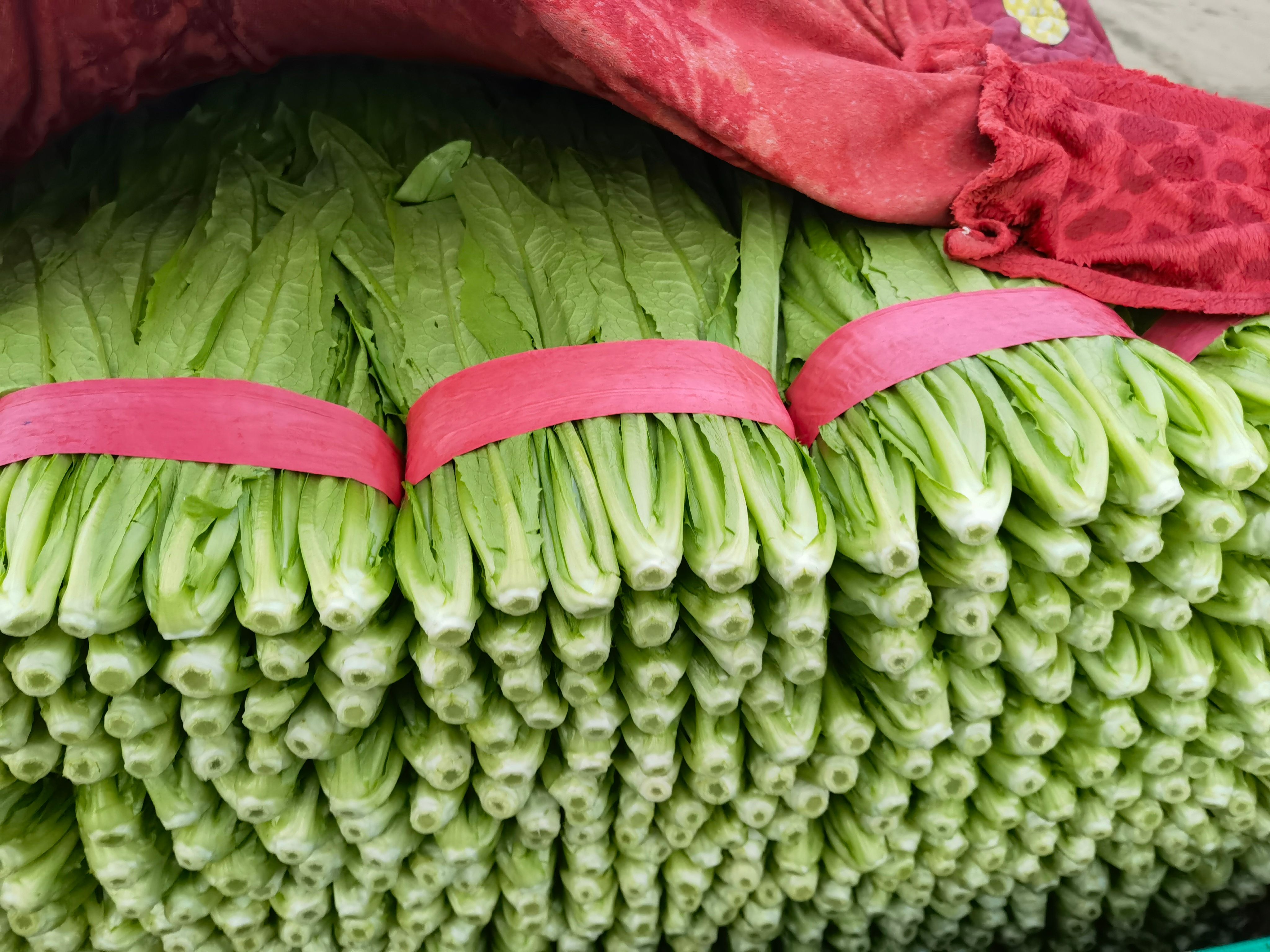 油麥菜