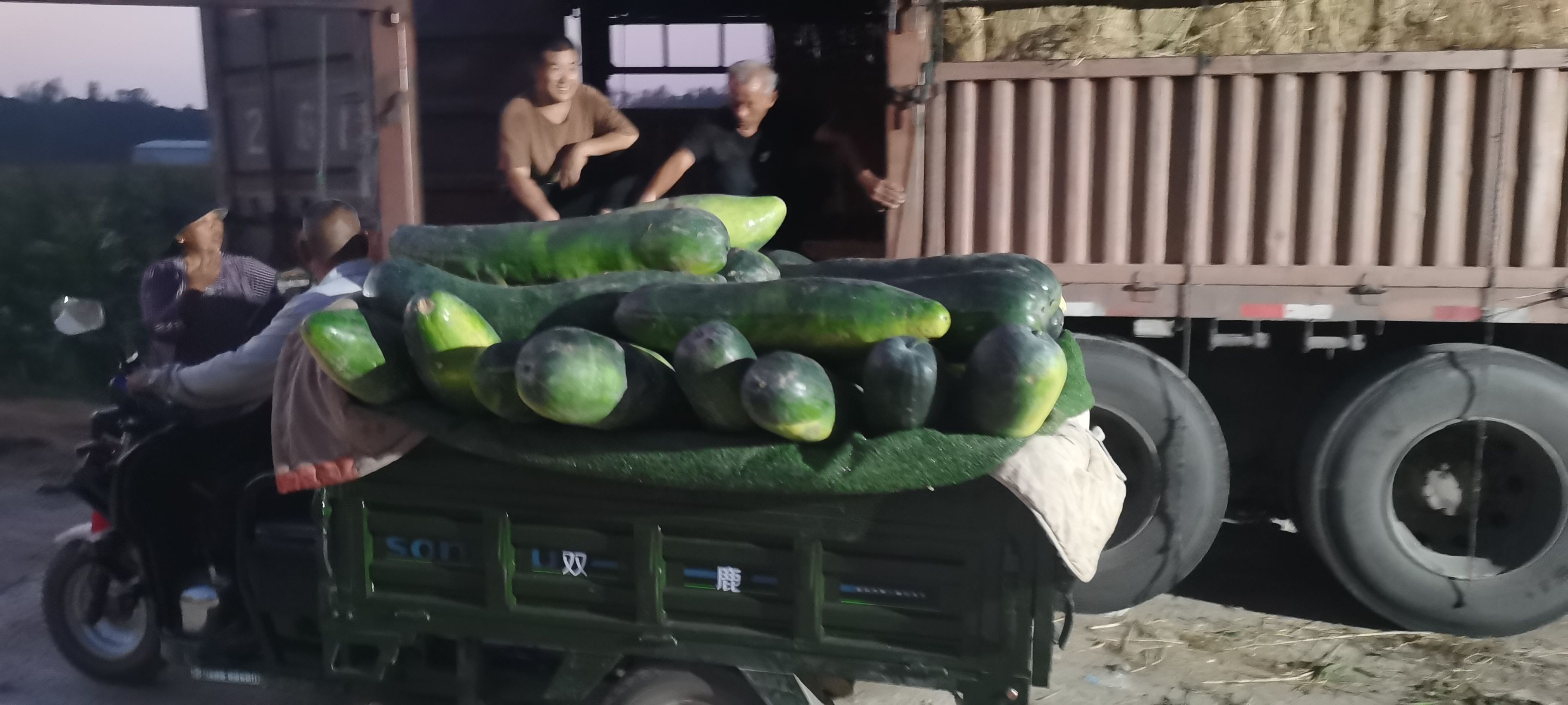 《黑皮冬瓜》大量供应