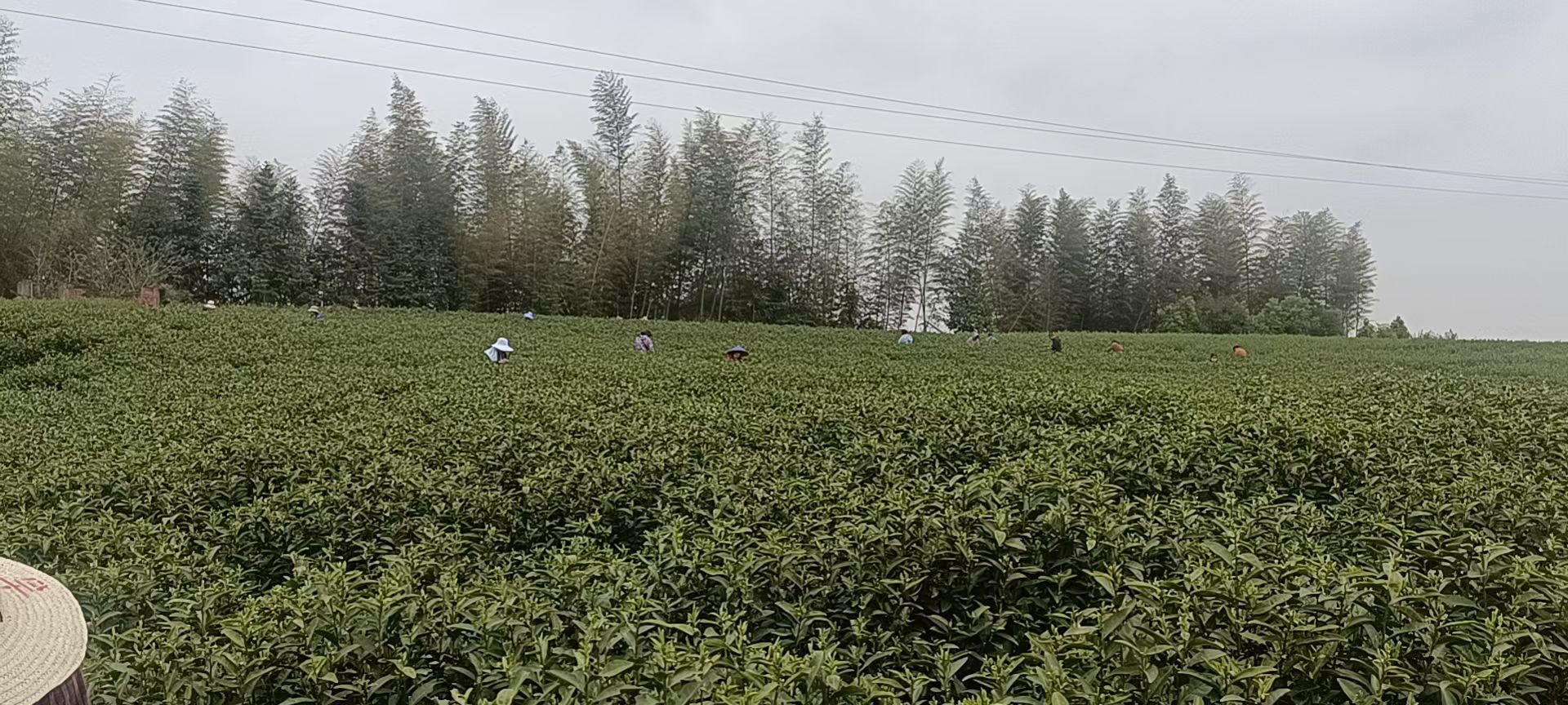 高山绿茶