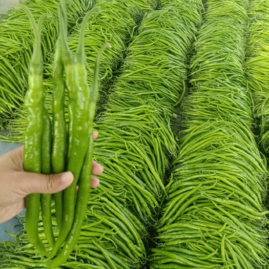费县山东费县，线椒3号8号，大量对接各批发市场超市电商
