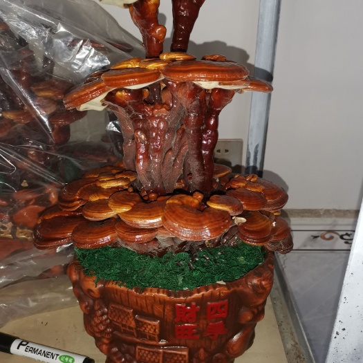 冠县灵芝盆景，观赏品