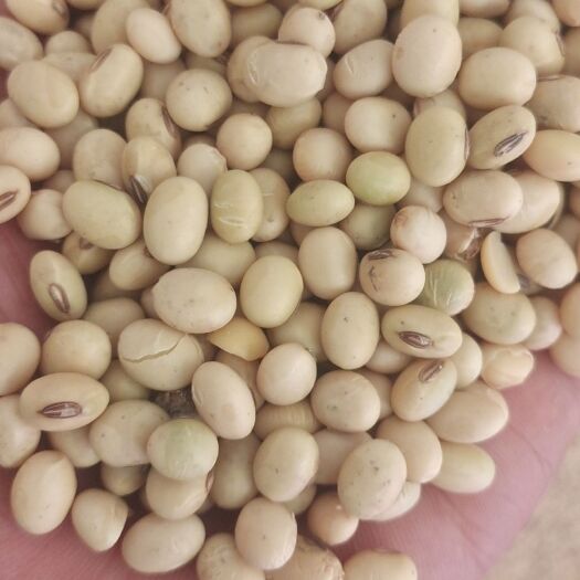 周口河南周口高蛋白新黄豆已上市，用于各种豆制品