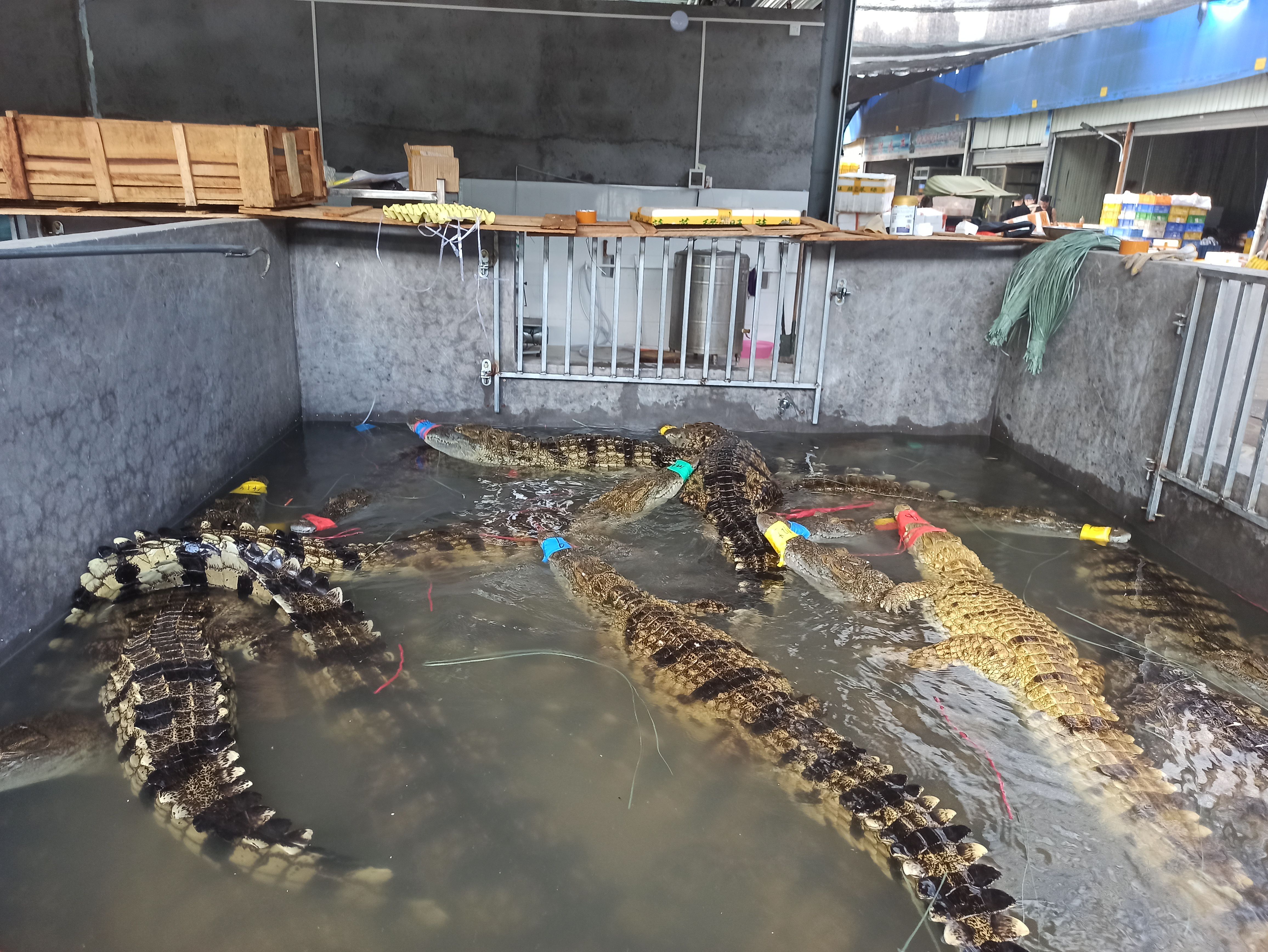 廣州活體鱷魚