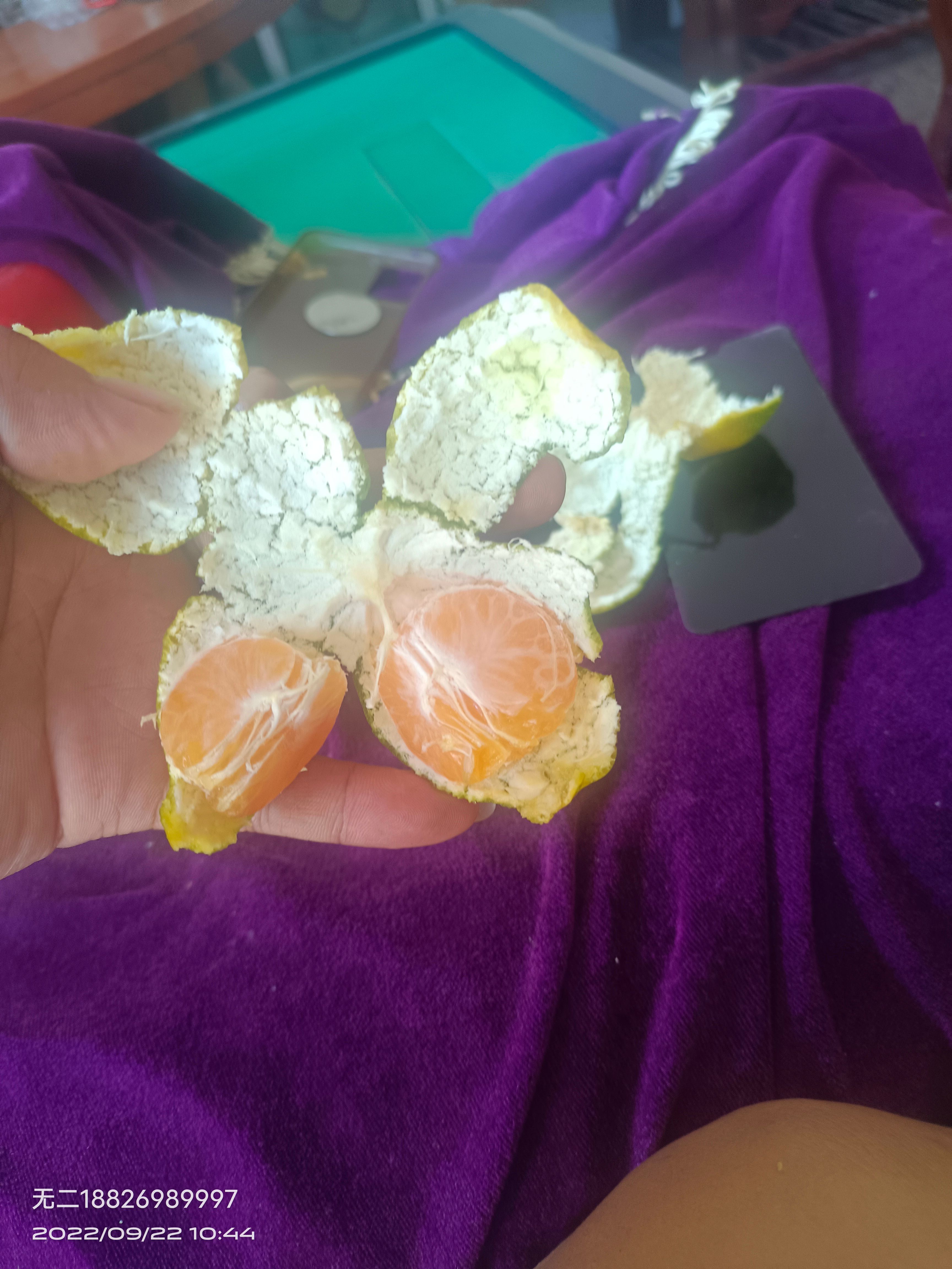 蜜橘，太阳果，焦皮，11的糖分