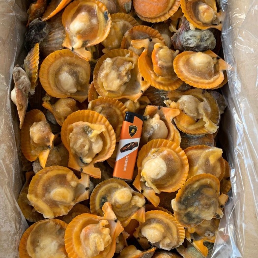 广州黄金扇贝  ，干冰黄金贝，大个头，肉大，冷冻品