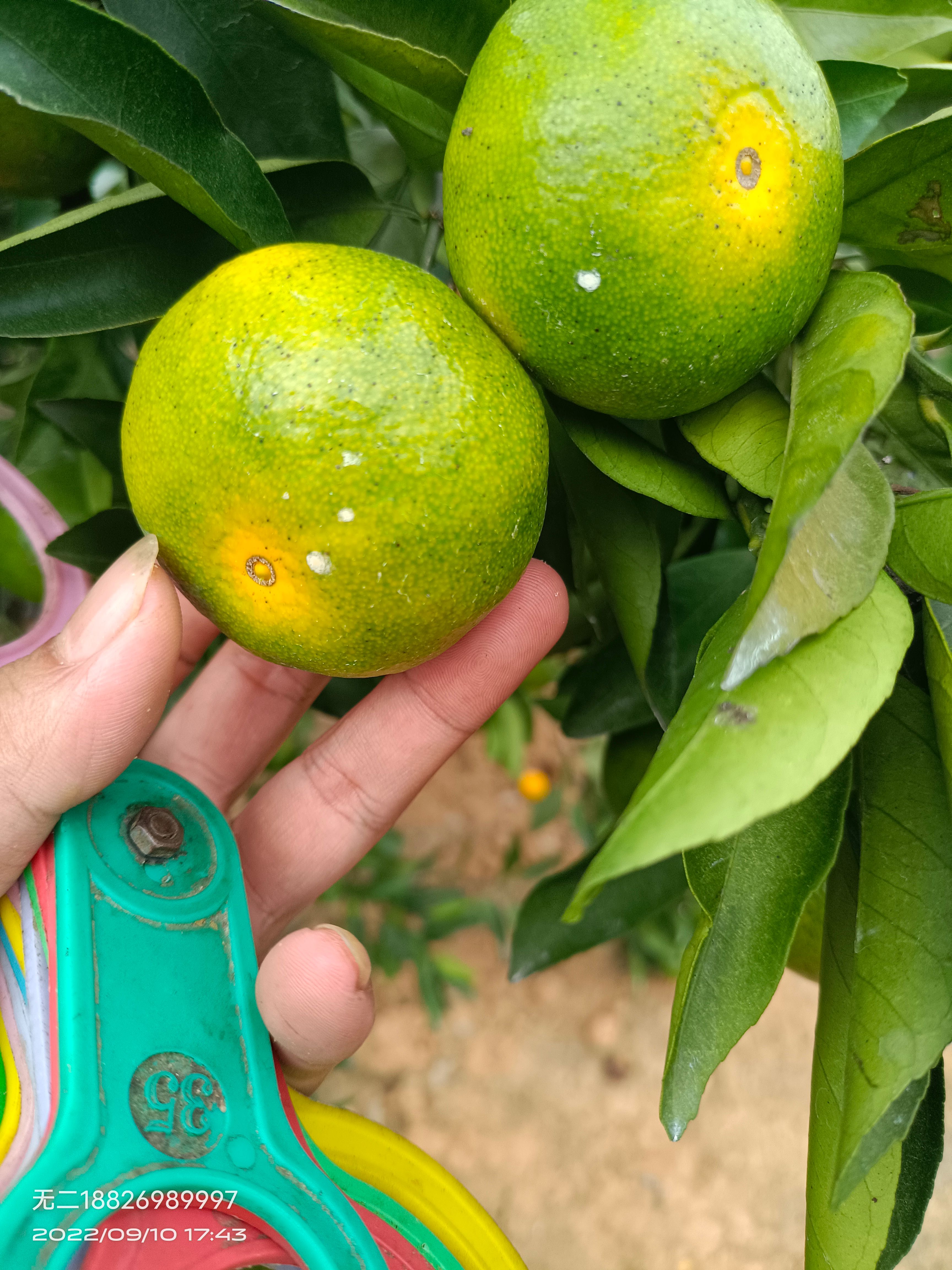 蜜橘，太阳果，焦皮，11的糖分