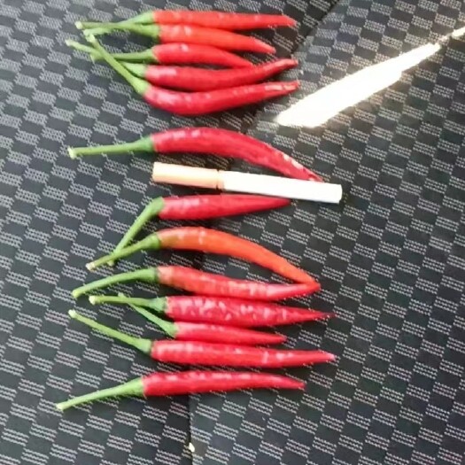 敖汉旗小米辣，朝天椒，鲜辣椒