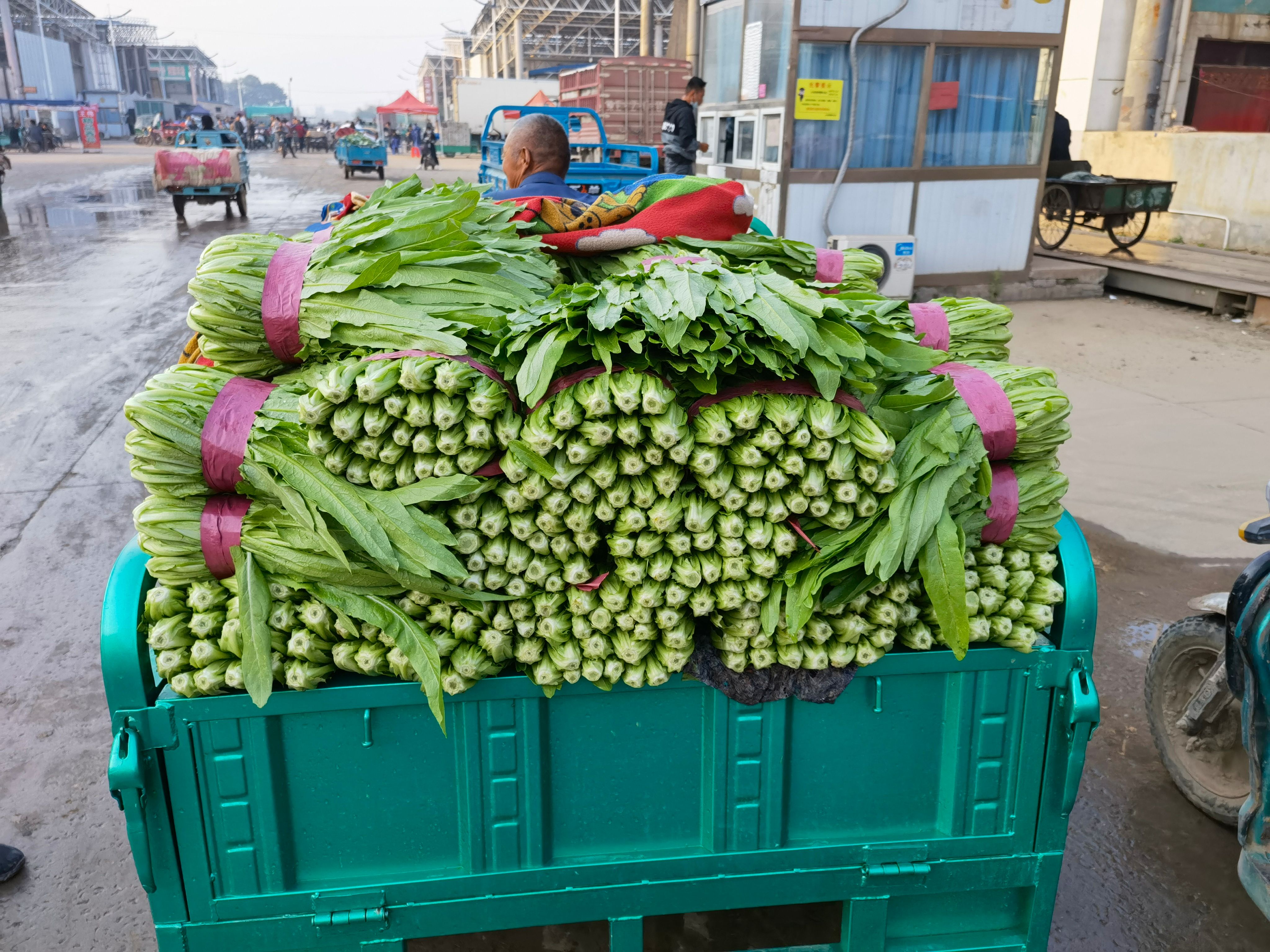 油麥菜