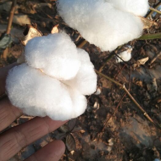 籽棉，皮棉花