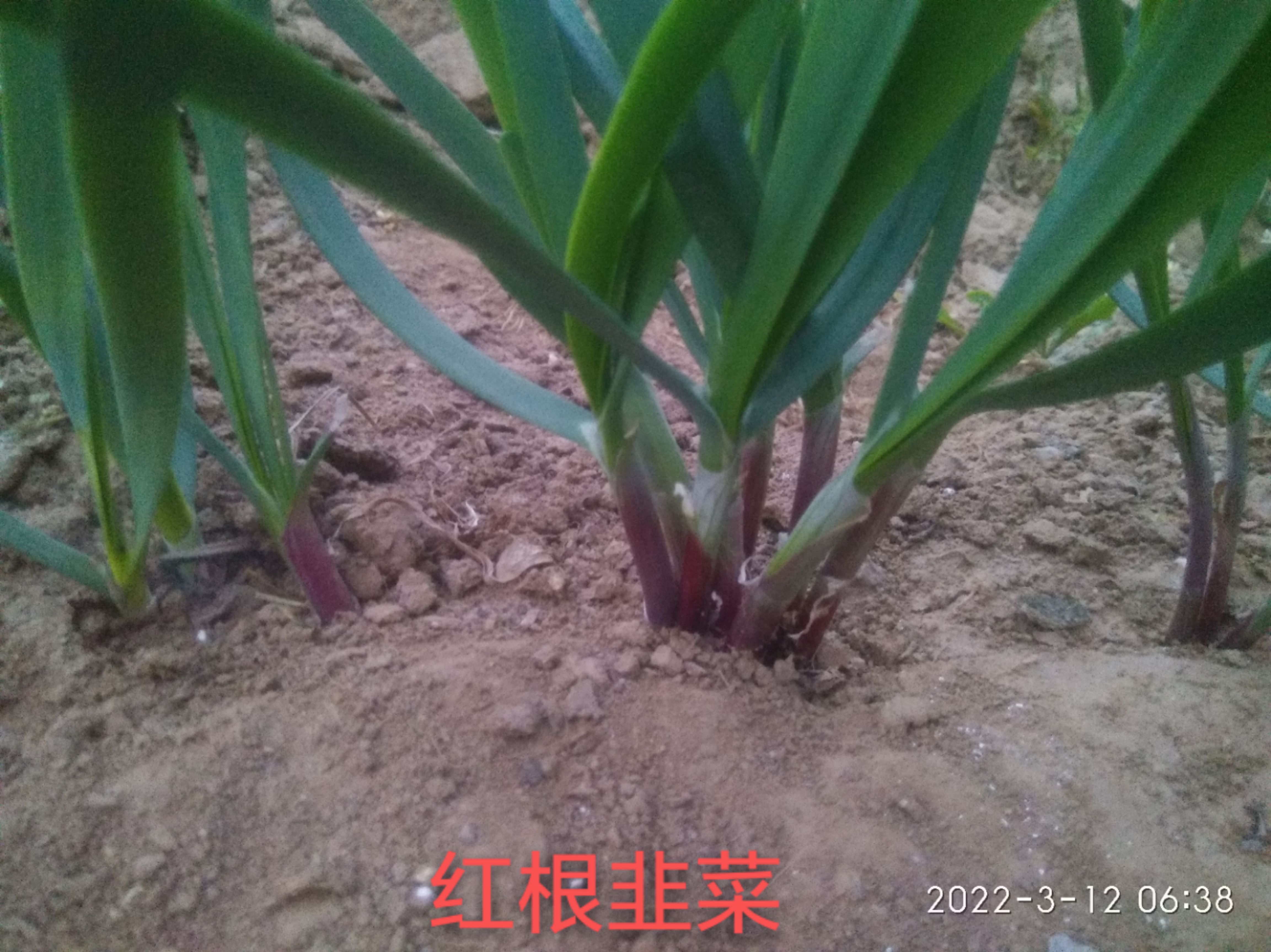 久星25号:高品质紫根韭菜籽，露地种植，辛香味浓，高抗病